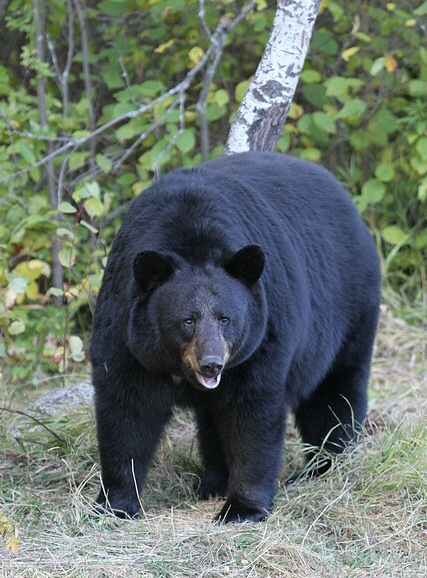 American black bear