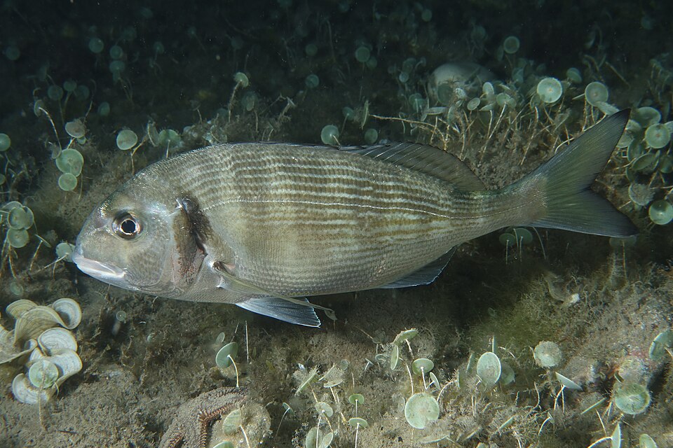 Gilt-head bream