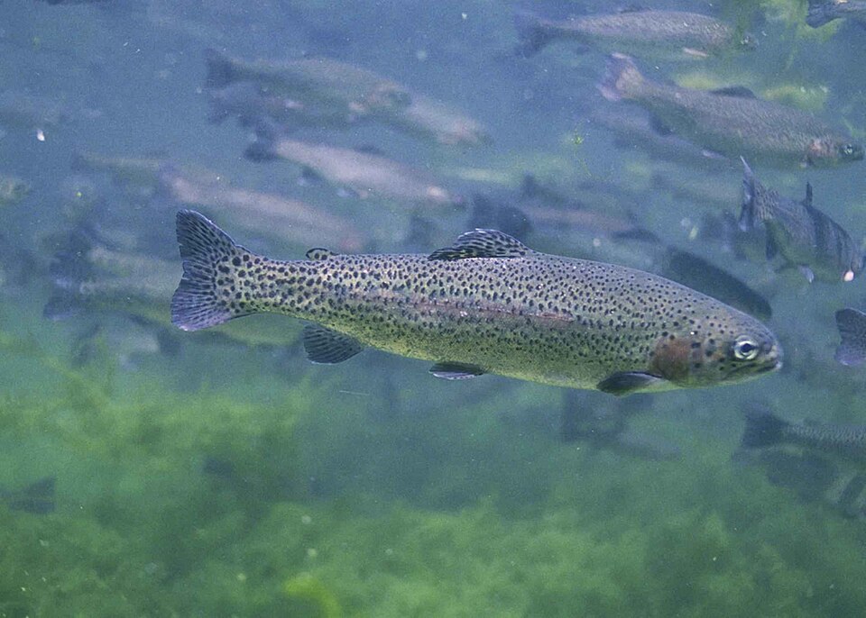 Rainbow trout
