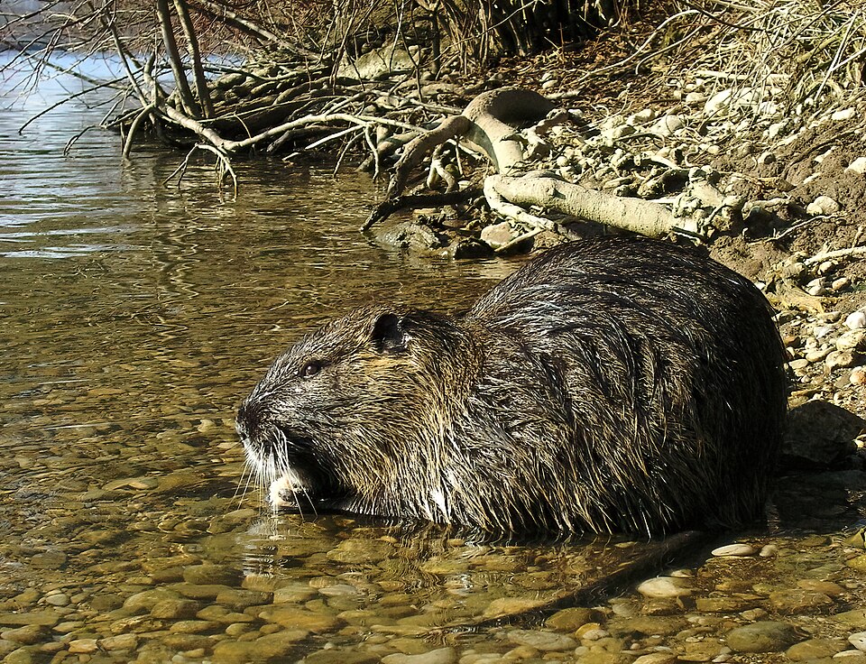 Nutria