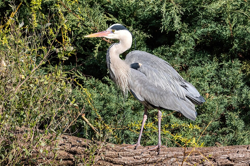 Grey heron
