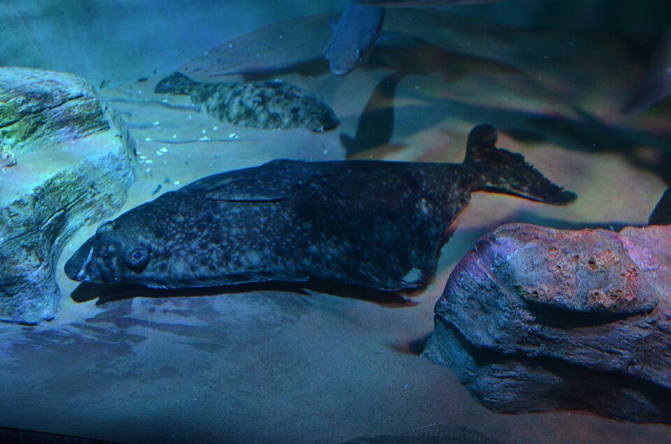 Halibut
