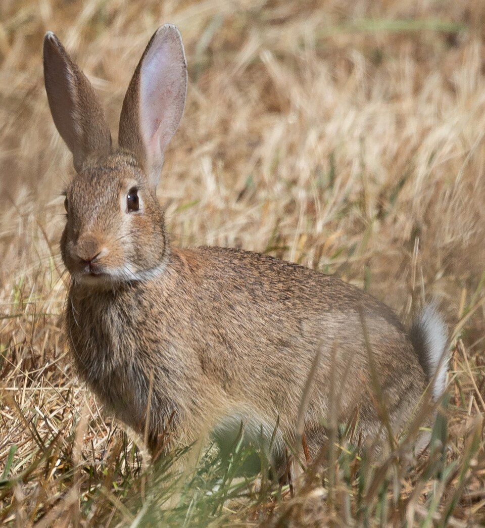 European rabbit