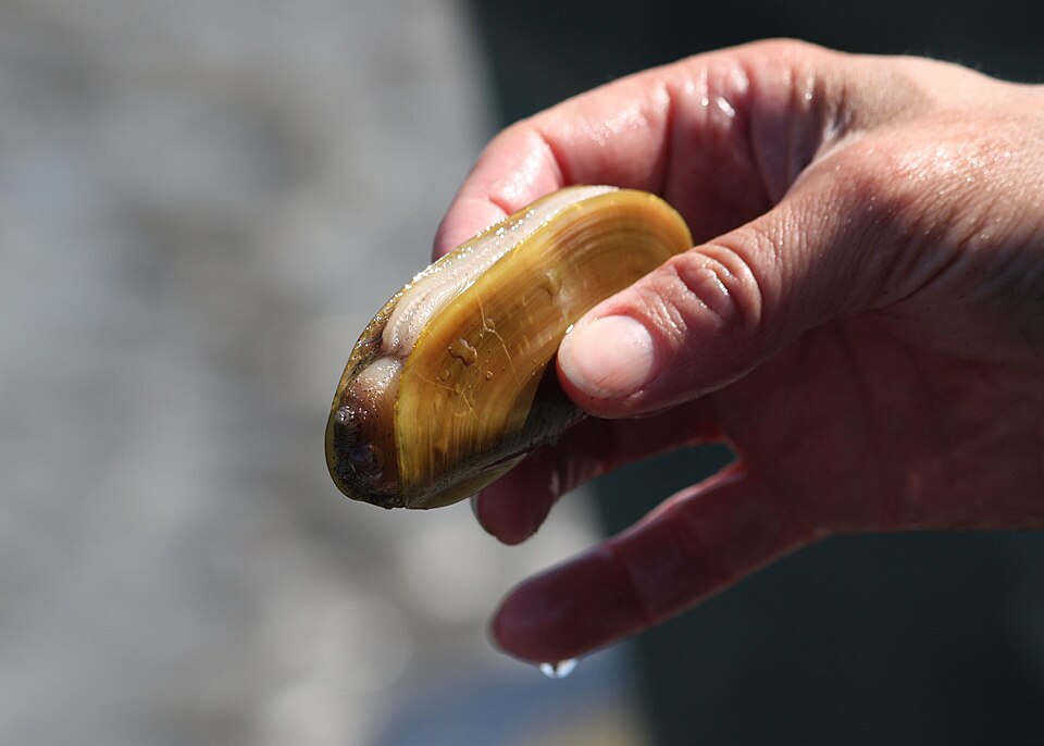 Pacific razor clam