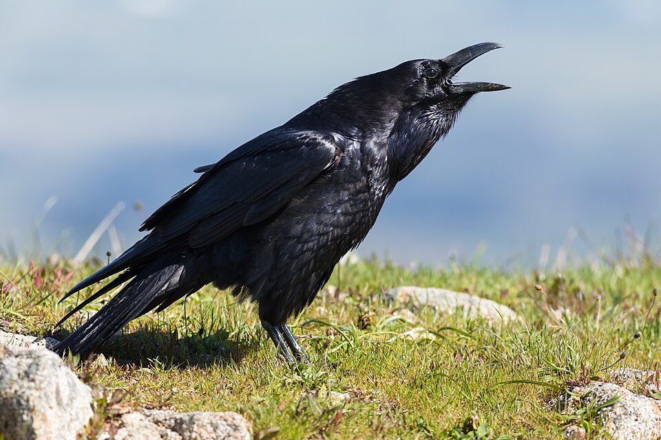 Common raven
