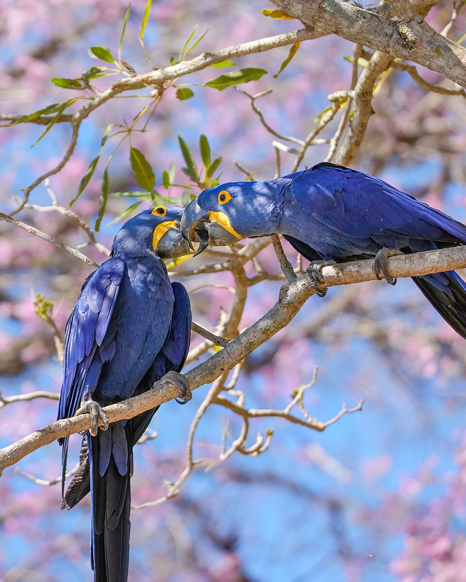 Hyacinth macaw