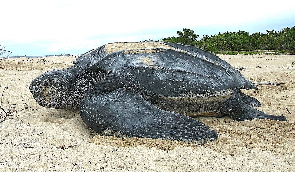 Leatherback sea turtle