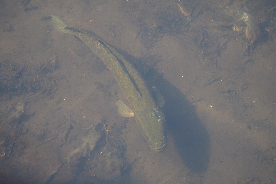 Northern snakehead