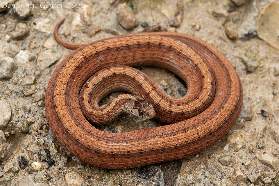 DeKay's brown snake